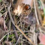 Arbeitseinsatz 15.11.2025